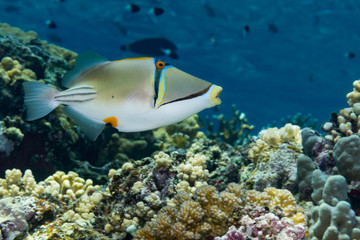 Picasso triggerfish swimming over a coral reef