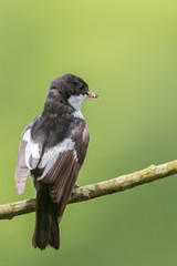 Rear view of a male pied flycatcher in the rain
