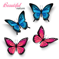 Obraz na płótnie Canvas Beautiful butterflies