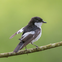 A male pied flycatcher lifts its wing