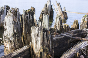 Remains of the old pier. The old docks. A dry tree. An ancient port on the river. Abandoned river pier. The shores of the river.