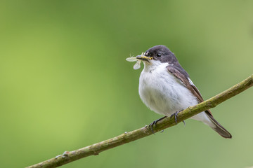 A male pied flycatcher perching with its meal of a mayfly - obrazy, fototapety, plakaty