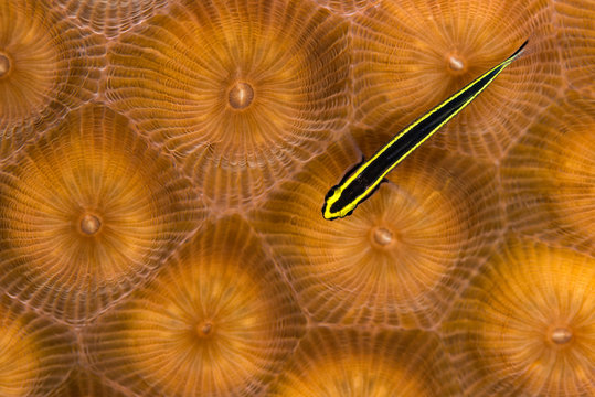 Neon goby on greater star coral