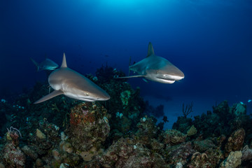 Three Caribbean reef sharks swim over a coral reef in the Bahamas