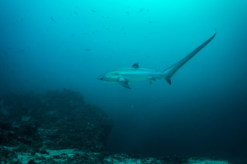 Thresher shark in profile, showing extremely long tail