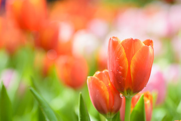beautiful orange tulip in the garden