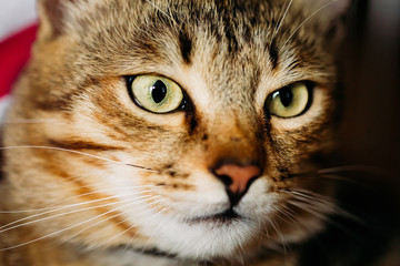 Portrait Peaceful Tabby Kitten Cat