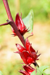 Beautiful red roselle on tree