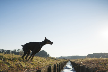 小川を飛び越えるドーベルマン