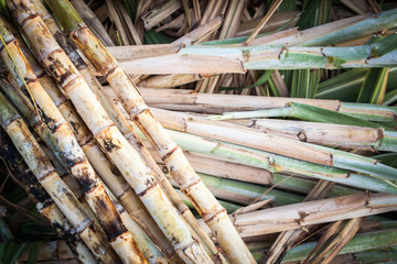 sugarcane field