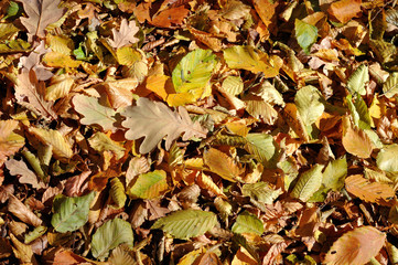 yellowed leaves on the ground