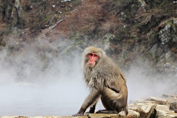 Japanese snow monkey at snow monkey park , Jigokudani , Nagano, Japan.