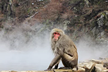 Photo sur Plexiglas Singe Singe des neiges japonais au snow monkey park , Jigokudani , Nagano, Japon.