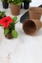 Seedlings of flowers on a wooden table
