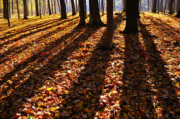 shade of trees in the forest panoramic