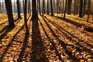 shade of trees in the forest panoramic