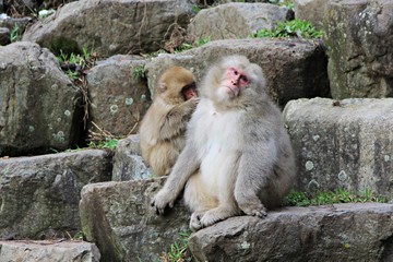 Japanese snow monkey at snow monkey park , Jigokudani , Nagano, Japan.