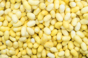 yellow silkworm cocoon shell through the silk route, the brewing