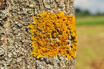 moss on the tree bark
