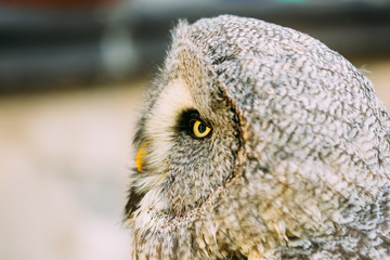 The great grey owl or great gray owl - Strix nebulosa