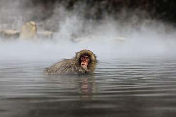 Japanese snow monkey at snow monkey park , Jigokudani , Nagano, Japan.
