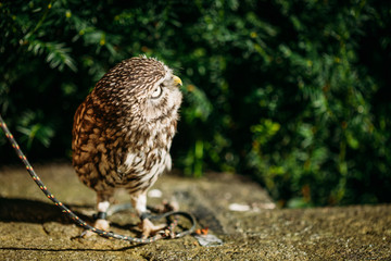 The small owl. Wild bird