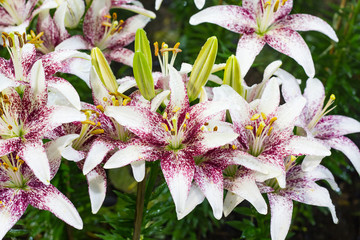 Pink and white of Lilium hybrids or Lily flower.