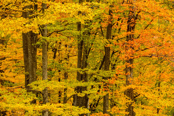 Autumn background in woods. Horizontal view of a forest, top-sid