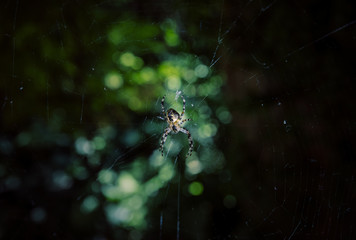 Close up of spider against blurry background
