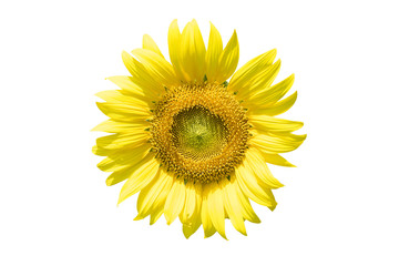 Fototapeta premium sunflower isolated on white background