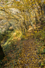 Chemin en forêt en automne