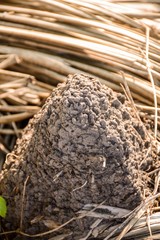 dry anthill in garden