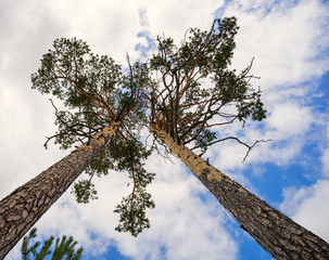 Fototapeta premium Two pine trees from the bottom up against sky with clouds.