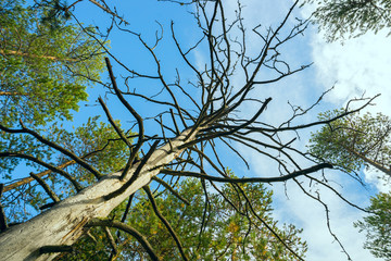 Dry pine from the bottom up against  sky with clouds.