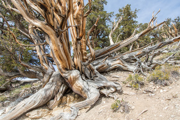 Ancient Bristlecone Pine Forest, Borstenkiefern, White Mountains, USA