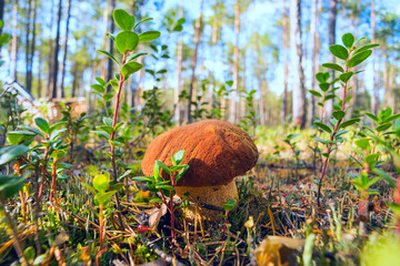 Mushroom boletus growing in forest clearing .