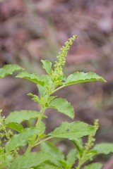 Naklejka premium sweet basil tree in vegetable garden