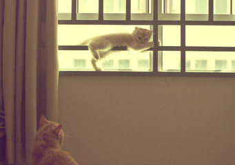 Naught kitten playing by the window with mother cat looking at it. Image contains grain and in vintage effect to create mood.