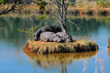 Drei Nilpferde auf einer Insel; Südafrika