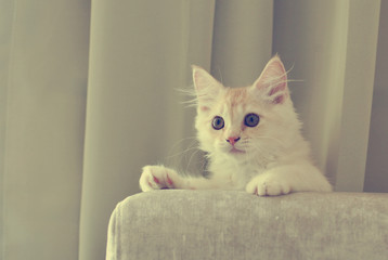 Image in vintage color of a kitten climbing up a sofa.