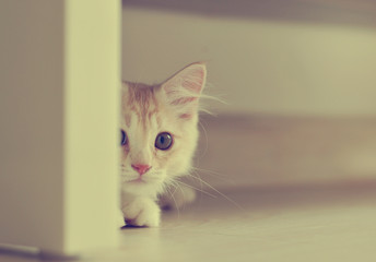 Kitten peekig from behind door in vintage color