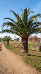 Obraz na płótnie Canvas palme