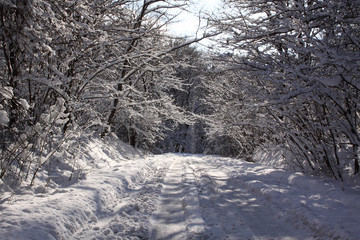 Snow-covered forest road