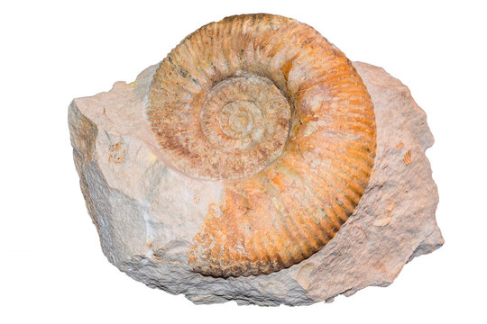 Ammonit Fossile