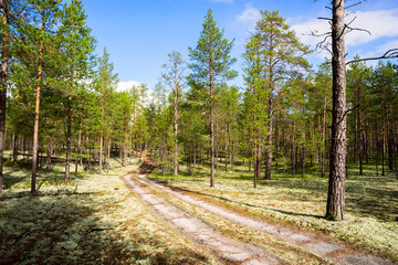 Sandy  road in the pine forest .