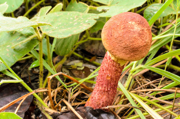 Mushrooms that occur in the wild
