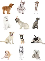 Crédence de cuisine en verre imprimé Chien Large group of dog breeds, isolated on white