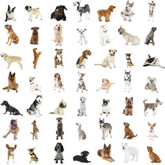 Obraz na płótnie Canvas Large group of dog breeds, isolated on white