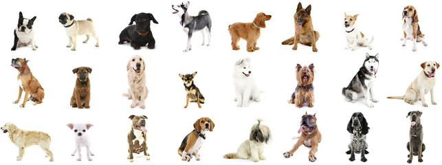Large group of dog breeds, isolated on white - obrazy, fototapety, plakaty