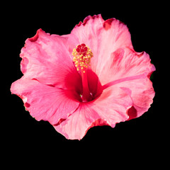 red hibiscus flower on a black background